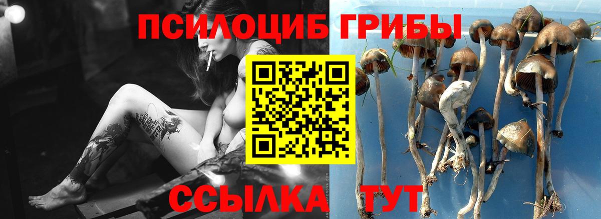 Псилоцибиновые грибы Psilocybe Будённовск